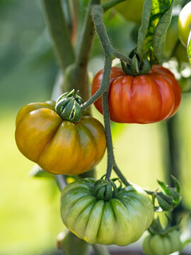 Ripening Costoluto Genovese Tomatoes