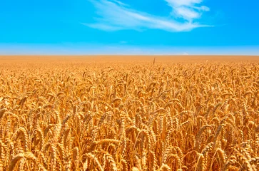 Wheat field and blue sky with clouds © nata777_7