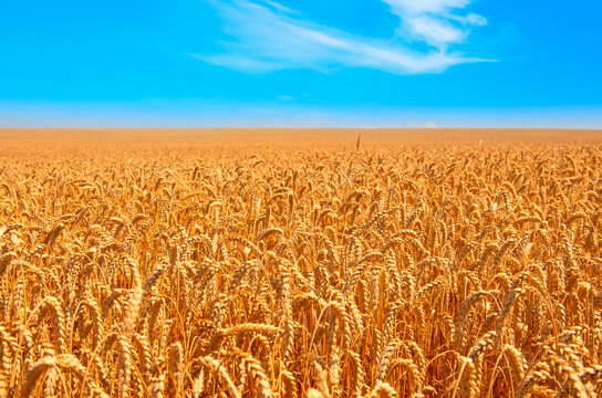 Wheat field and blue sky with clouds