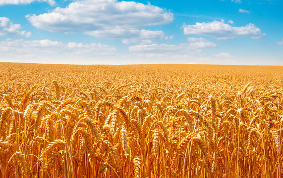 Wheat field and blue sky with clouds