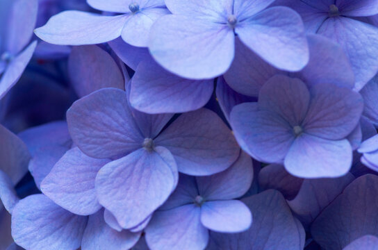 Blue Hydrangea background. Hortensia flowers surface.