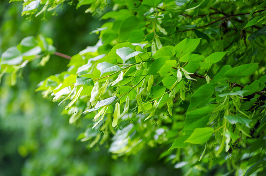 Linden branch with green leaves and buds before flowering.