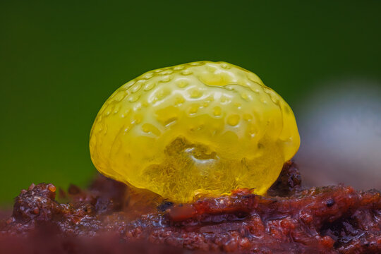 Honeycomb Coral Slime Mold. it's a small protist organism