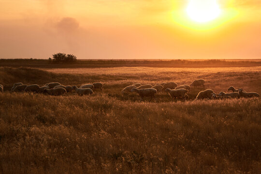 sheep in the field
