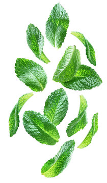 Individual mint leaves floating separately in a loose vertical arrangement isolated on transparent background