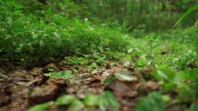 Close-up of a man's running shoes splashing through water on a forest trail. Extreme outdoor sport highlights endurance, adventure, fitness goals and the challenge of an active lifestyle.
