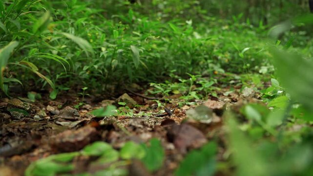 Close-up of a man's running shoes splashing through water on a forest trail. Extreme outdoor sport highlights endurance, adventure, fitness goals and the challenge of an active lifestyle.
