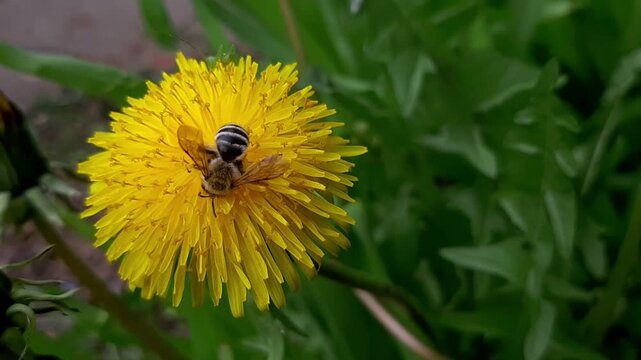 Macro video of honey bee gathering pollen on bright yellow dandelion flower. Insect pollinating wildflower in green grass on sunny spring day.