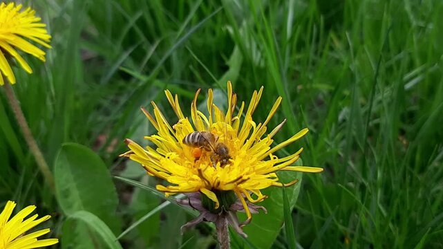 Macro video of honey bee gathering pollen on bright yellow dandelion flower. Insect pollinating wildflower in green grass on sunny spring day.