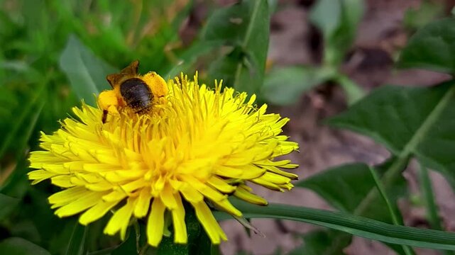 Macro video of honey bee gathering pollen on bright yellow dandelion flower. Insect pollinating wildflower in green grass on sunny spring day.