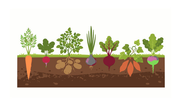 Untitled design - 3Root vegetables underground infographic vector with soil cross section and plant structure