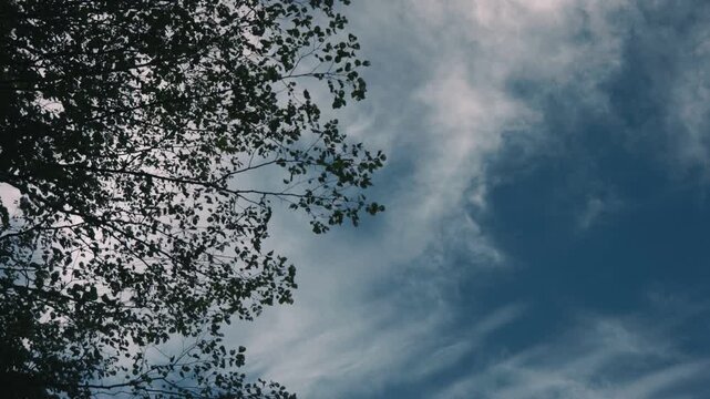 Looking up at delicate branches of a tall tree with drifting clouds in the background
