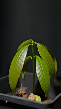 Young mango seedling (Mangifera indica) growing from a germinated seed in a pot, with fresh green leaves and new growth against a dark background.