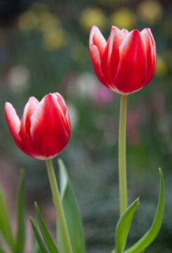 red and white tulips