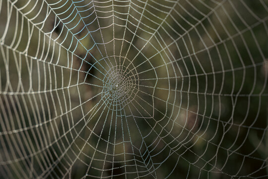Close-up of an intricate spider web covered with tiny morning dew droplets, creating a delicate geometric pattern against a soft natural background.
