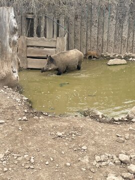 wild boar in the forest
