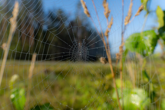 Spider web covered with morning dew droplets stretched between wild plants in a sunlit meadow, with a soft green and blue natural background.