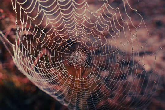 Dew-covered spider web sparkling in soft morning light against a warm autumn background, revealing the intricate geometric pattern of delicate silk threads.