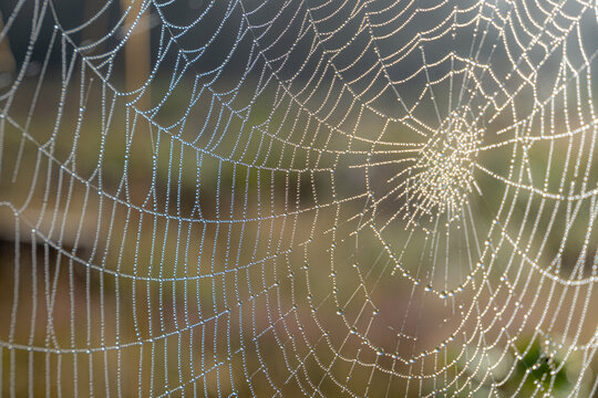 Close-up of a spider web covered with sparkling morning dew droplets and illuminated by warm sunlight against a soft natural background.