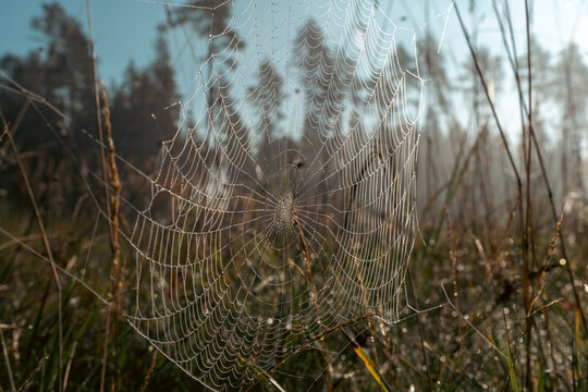 Large dew-covered spider web sparkling in morning sunlight among grasses in a misty natural landscape.