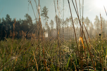 Obraz premium Dew-covered spider web glowing in warm morning sunlight among tall grasses in a misty meadow near a forest.
