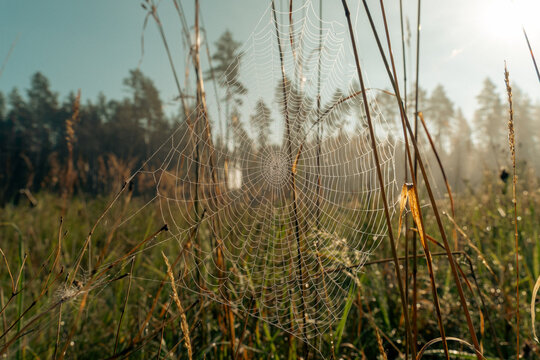 Dew-covered spider web glowing in warm morning sunlight among tall grasses in a misty meadow near a forest.