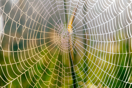 Close-up of a dew-covered spider web sparkling in warm morning sunlight against a soft green natural background.