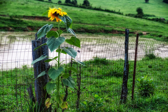 Agricultural lands near Gray, Tennessee, United States