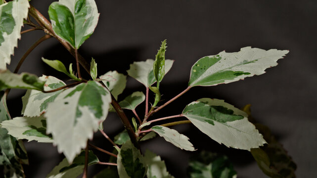 Fresh new growth on variegated Chinese hibiscus (Hibiscus rosa-sinensis) with green and cream foliage.