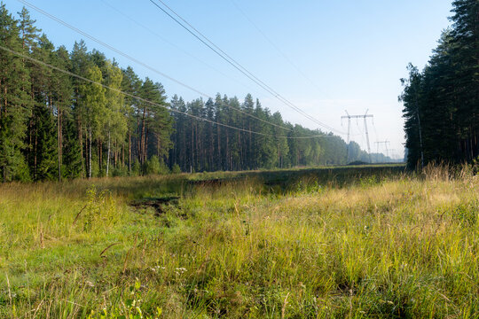 High-voltage electricity transmission lines crossing a wide forest clearing surrounded by pine trees on a clear sunny morning.