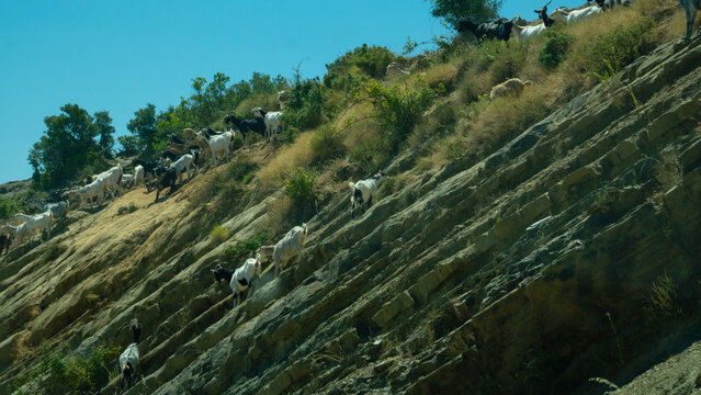 Large Herd of Goats Crossing a Steep Rocky Hillside in Vlora