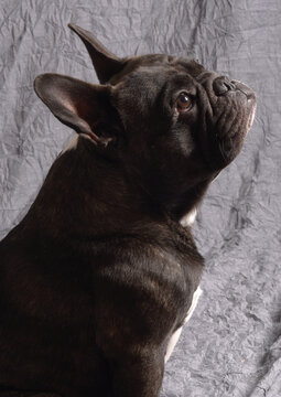 Bouledogue fran&ccedil;ais bring&eacute;