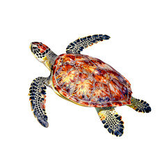 Fototapeta premium Sea turtle with vibrant orange and yellow shell swims gracefully