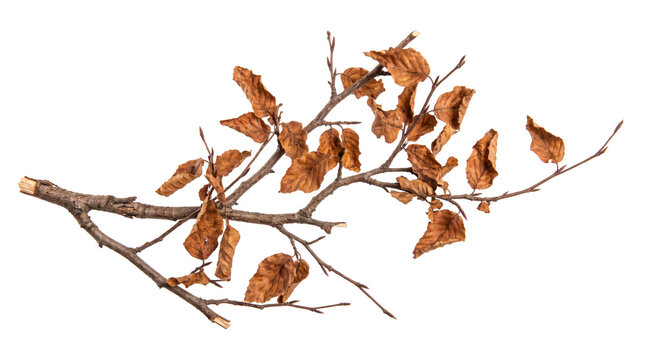 A beautifully rustic bare tree branch adorned with curled, withered brown leaves, showcasing deep autumnal hues, fragile textures, and organic decay typical of a seasonal forest landscape.
