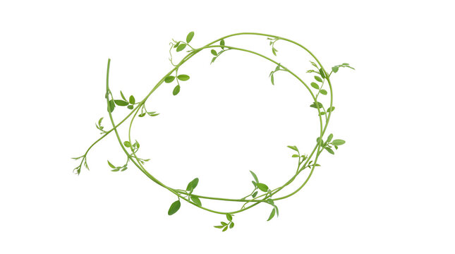 A delicate green creeping vine forming a graceful circular loop, adorned with tiny leaves and winding tendrils, perfect for elegant botanical frames and natural organic border designs.