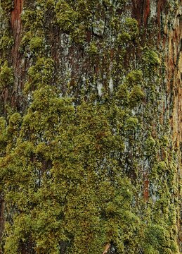 An aesthetic abstract composition of a tree bark with moss and lichens growing on it, suitable for nature-themed backdrop, or educational needs, or book covers. 