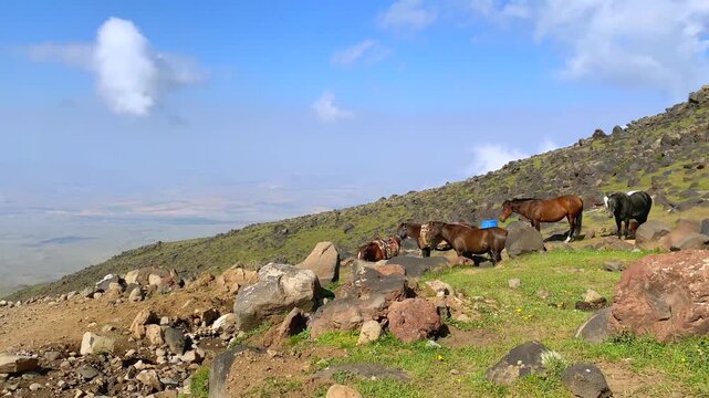 Horses resting at a base camp on Mount Ararat in Turkey, showing pack-animal support, expedition logistics, high-altitude trekking operations, and mountain tourism infrastructure use