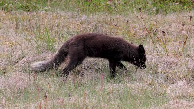 Arctic fox vixen hunting for food in the West Fjords of Iceland