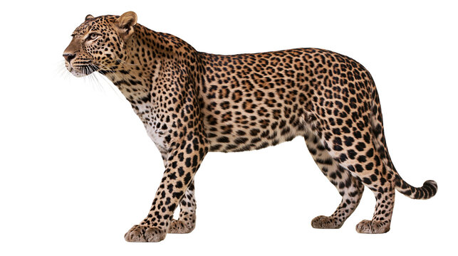 Spotted leopard walking gracefully, isolated on transparent background