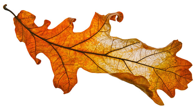 Detailed oak leaf with intricate veins showing autumn colors, isolated on transparent background