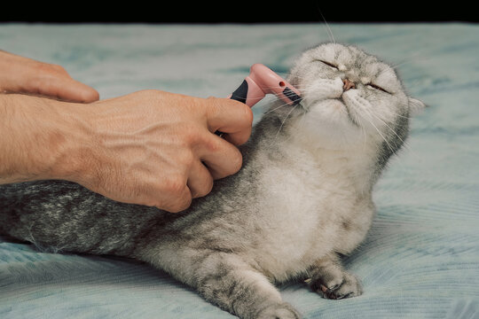 Cat receiving grooming on soft surface while owner uses a brush during a quiet afternoon at home.  cat sits still as  person brushes its fur gently indoors. day is calm relaxed as grooming continues