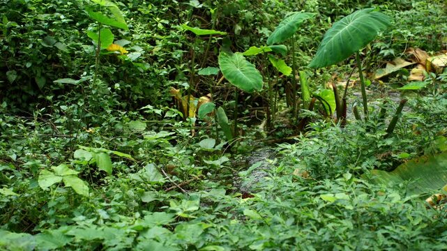 Small stream flowing through a beautiful natural forest. A vital freshwater source that supports biodiversity and healthy ecosystems while highlighting water conservation and a sustainable future.
