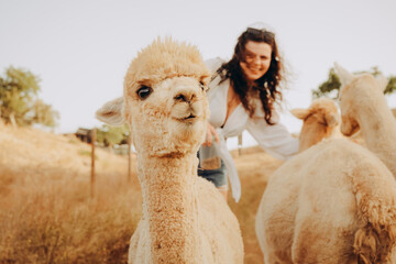 A person stands near an alpaca at a farm in Alentejo, Portugal. The scene shows the alpaca looking curiously at the camera while the person engages with the animal under the sun. © SValeriia