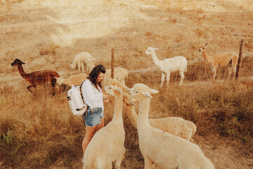 A person interacts with alpacas at a rehabilitation center in Grândola, Portugal. The sunny autumn day showcases the animals in a dry valley setting, promoting nature conservation. © SValeriia