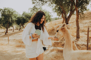 A person is kneeling down and feeding alpacas on a sunny autumn day. The scene takes place in a rehabilitation center in Alentejo, Portugal, where nature is being conserved. © SValeriia