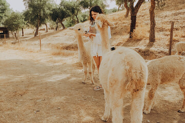 A person is kneeling down and feeding alpacas on a sunny autumn day. The scene takes place in a rehabilitation center in Alentejo, Portugal, where nature is being conserved. © SValeriia