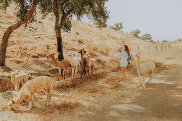 Walking with alpacas in a sunny valley of Alentejo Portugal during autumn with a visitor and a rehabilitation center for animals © SValeriia