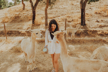 A person interacts with friendly llamas and alpacas at a rehabilitation center in Portugal. It is a sunny autumn day, highlighting the animals in the dry valley. © SValeriia
