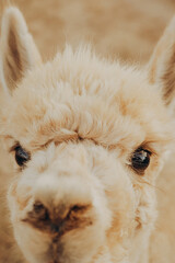 Naklejka premium Cute alpaca enjoys a sunny autumn day at the rehabilitation center in Alentejo, Portugal, contributing to the conservation and research project for saving nature in the valley