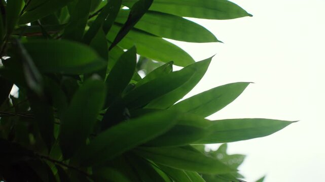 Close-up green leaves and trees in a natural forest. Lush vegetation represents biodiversity, environmental conservation, climate resilience importance of protecting nature for a sustainable future.
